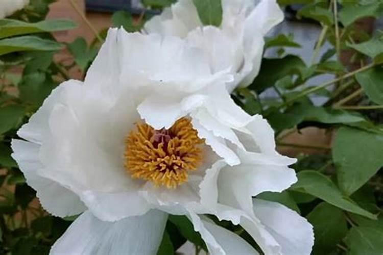 复合肥兑水浇月季什么时间浇最好？