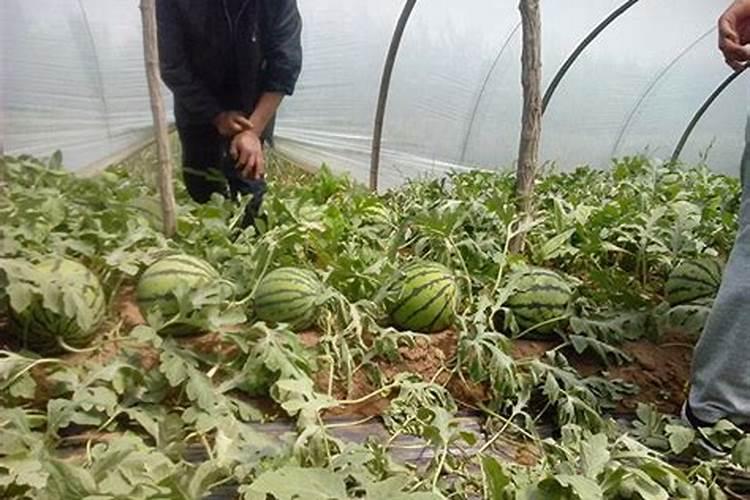 红糖加氨基酸水溶肥能灌根用吗