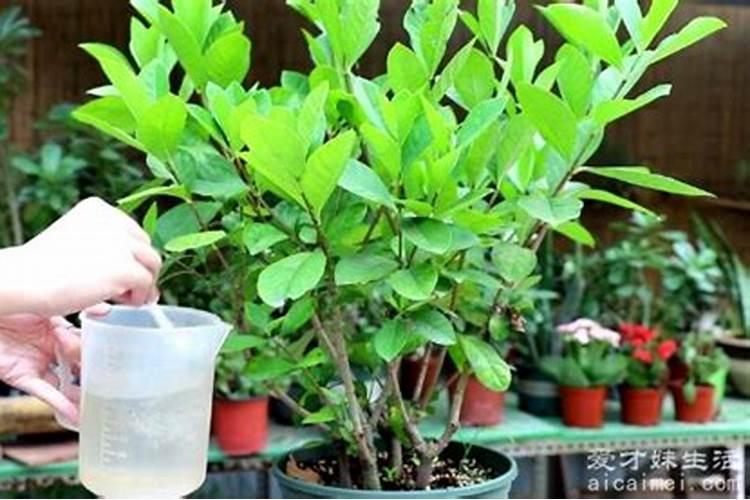 如何给栀子花施肥 使它多开花