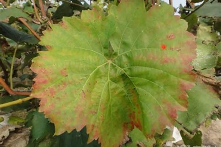 葡萄树肥料烧根后要怎么办？