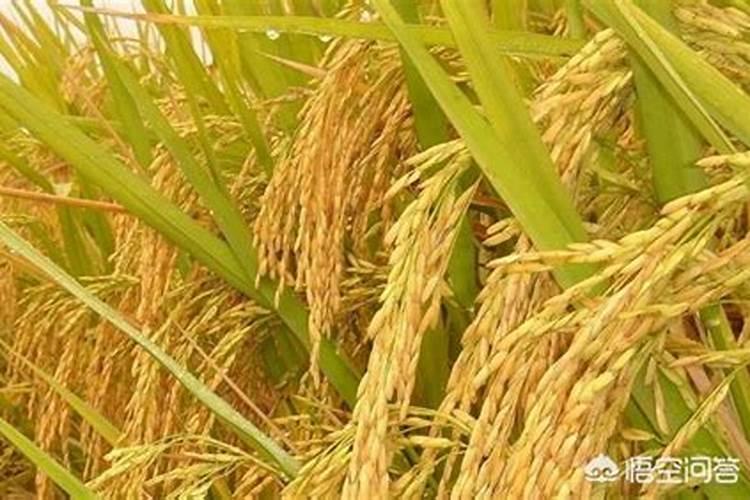 芸苔素内酯水稻使用量