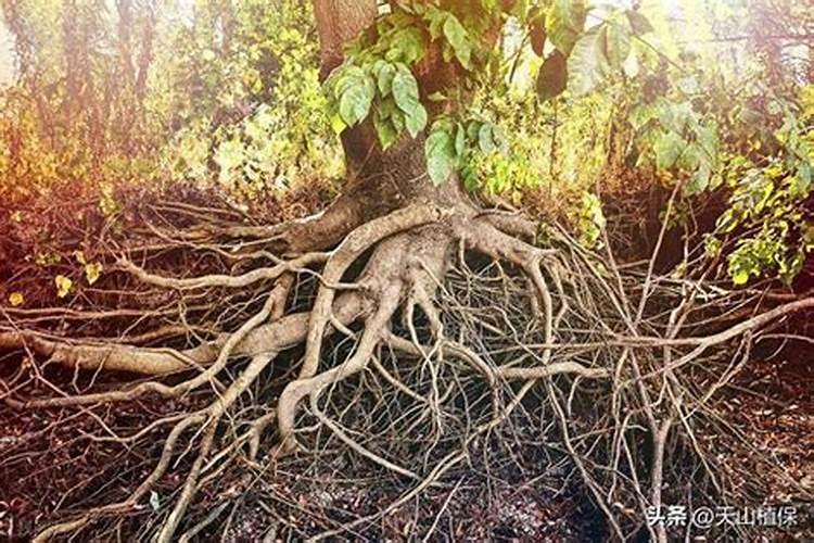 芸苔素和什么叶面肥混用在苗床上比较好？