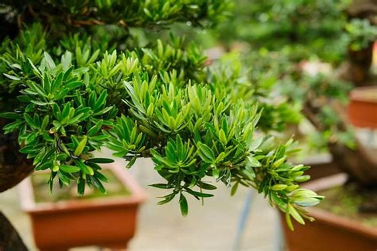 自制有机肥沤多久 有机肥自制需要沤多久？