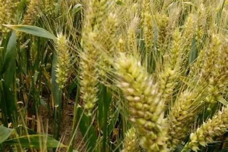 水溶肥在土壤里的肥效多长时间