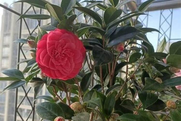 茶花用什么肥料好,茶花的四季施肥方法