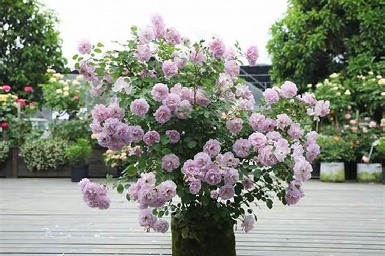 月季花能不能浇尿液？