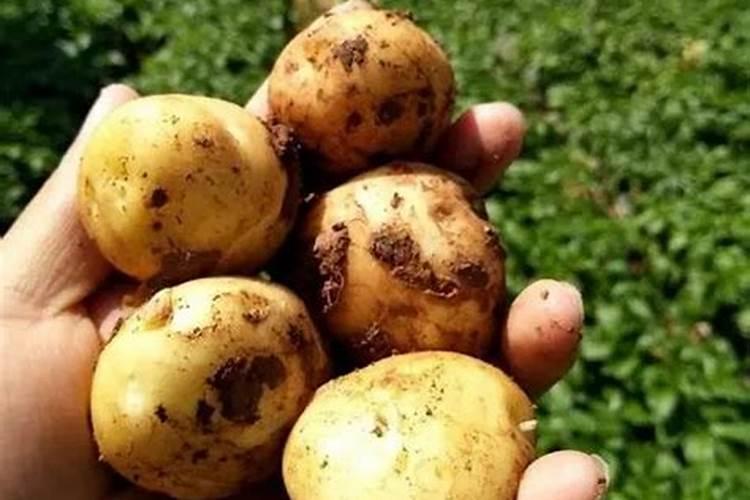 在膨果期施用氮肥好还是钾肥好,它们哪种膨果更快呢？