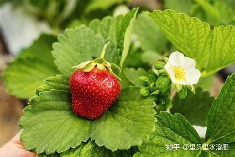 枣树的枣不甜没有水份怎么办