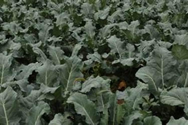 花椒树几年结果实