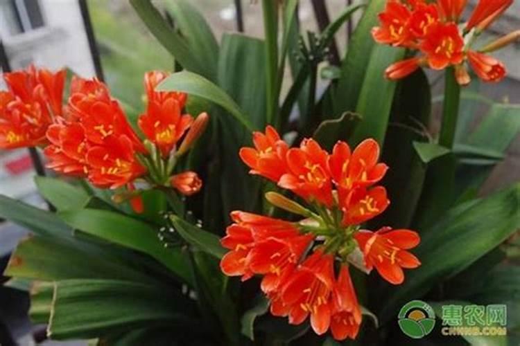 磷酸二氢钾可以浇君子兰吗