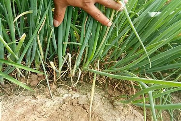 大葱栽种后什么时候施肥