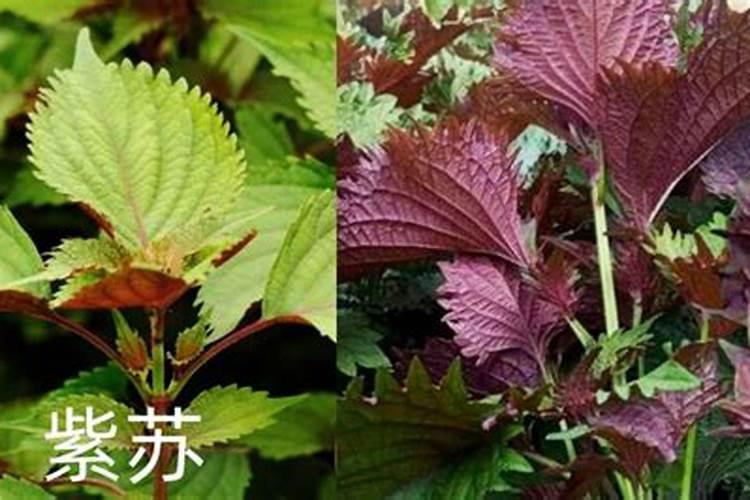 紫苏施肥时间和方法