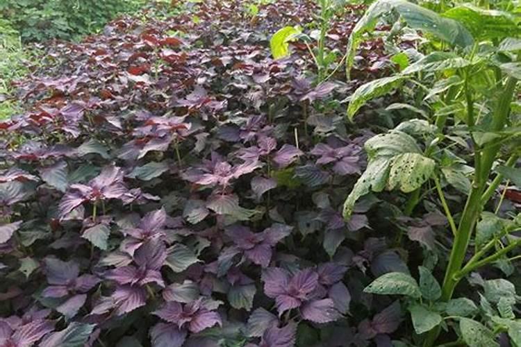紫苏施肥时间和方法