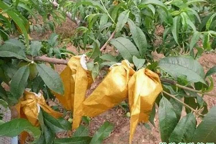 月季僵苗怎样才能发新芽