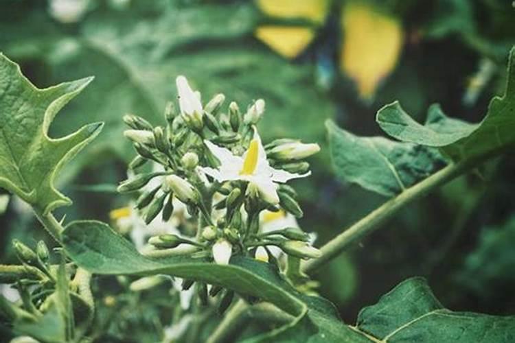 茄子高产用什么叶面肥好？茄子促花保果根茎块膨大素？