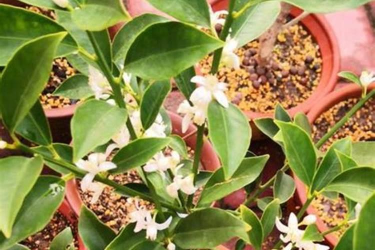 如何自制KCN、 HCN