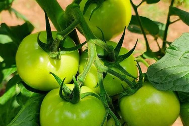 月季开花期间怎么施肥