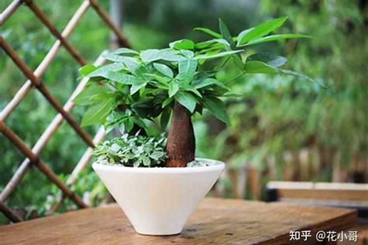 当年移栽的桃树能不能施肥？
