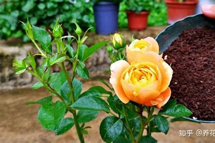 种花用什么肥料最好