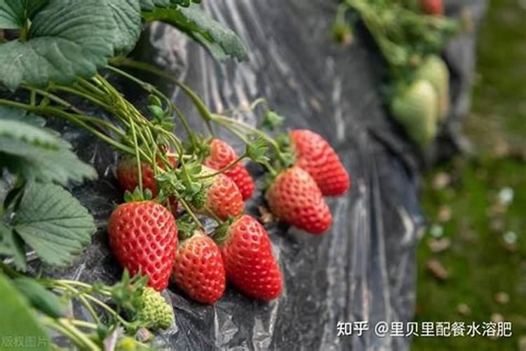 硅肥在果树上的使用时间