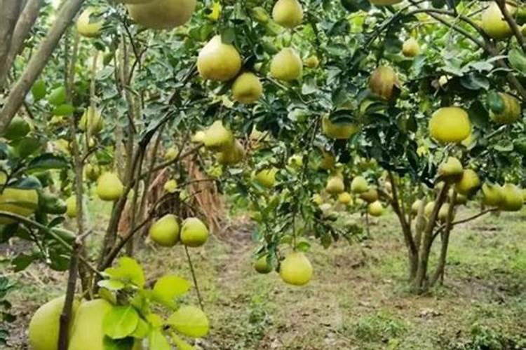 孕妈到底需不需要控制体重？有哪些理由呢？