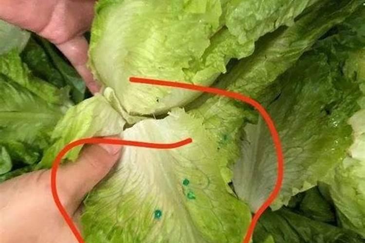 白果皮沤制的水可以浇菜吗？
