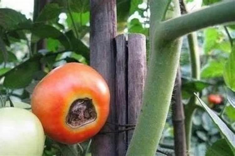 硝态氮复合肥是什么