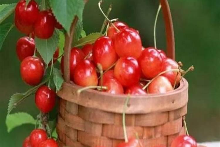 阳历2月11号移栽成年大樱桃树什么时候施肥好？