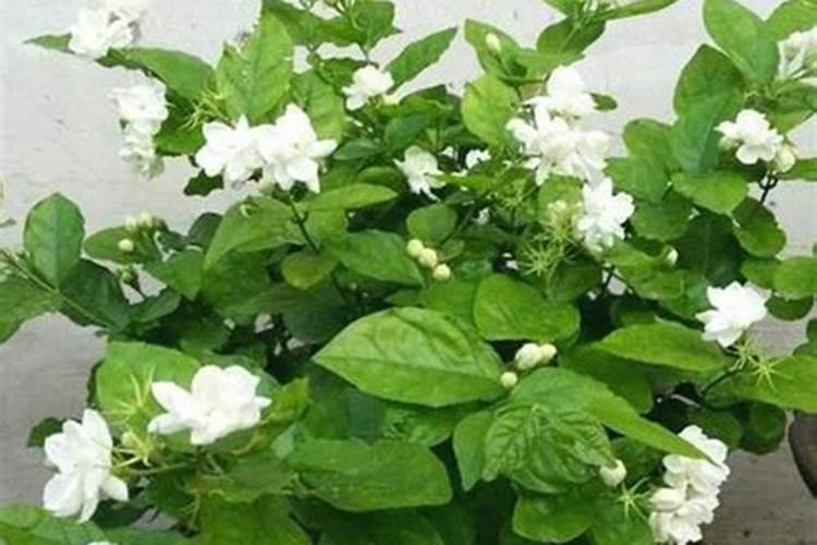 茉莉花如何养护花开不断