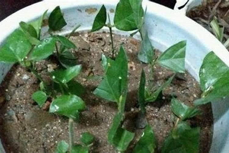 茉莉花各个时期应该如何施肥