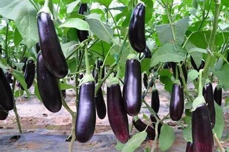 茄子用哪种叶面肥长势旺？膨果期上什么肥料产量高？