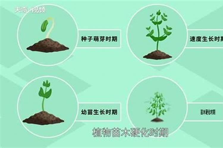 什么肥料可以让植物快速生长