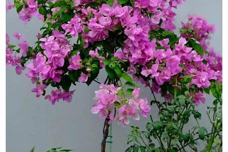 世界上4大残忍武器