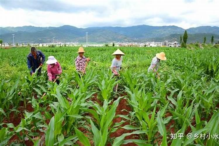 用尿素给玉米追肥直接撒地面行吗(玉米地尿素如何追肥)