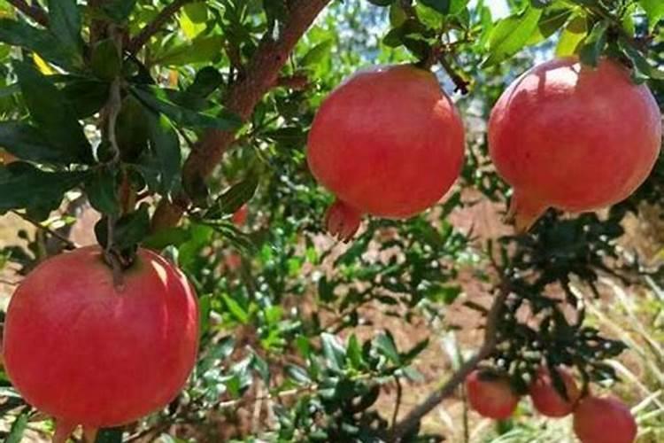 梨树保花保果用那些肥料好？梨树膨大期用什么肥料产量高？