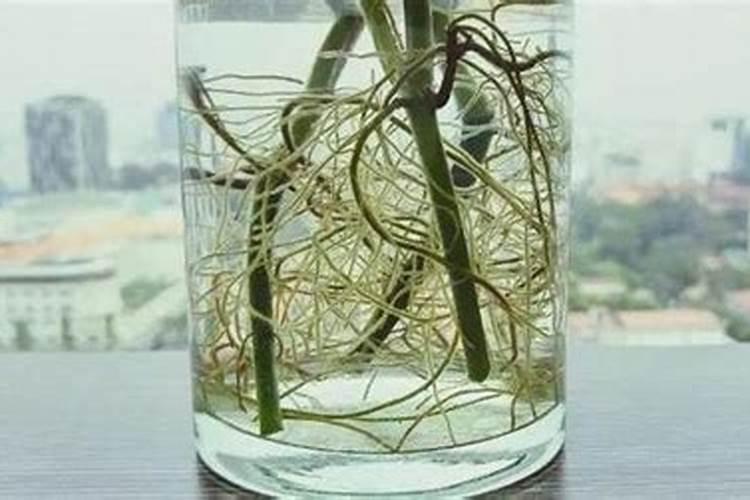 番茄有二三层果时应该冲施肥硝酸钾？