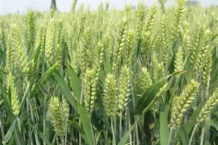 小麦施肥最佳时间
