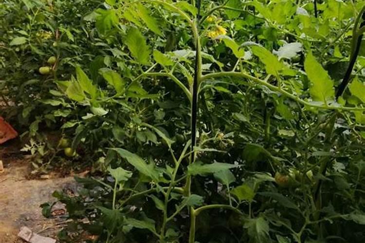 越夏番茄定植后,要在病毒、温度和肥水上下功夫!