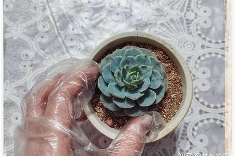 水溶肥的正确使用方法