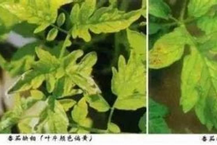 蝴蝶兰肥料盐碱化怎么办长期使用化肥,土壤盐碱化怎么办