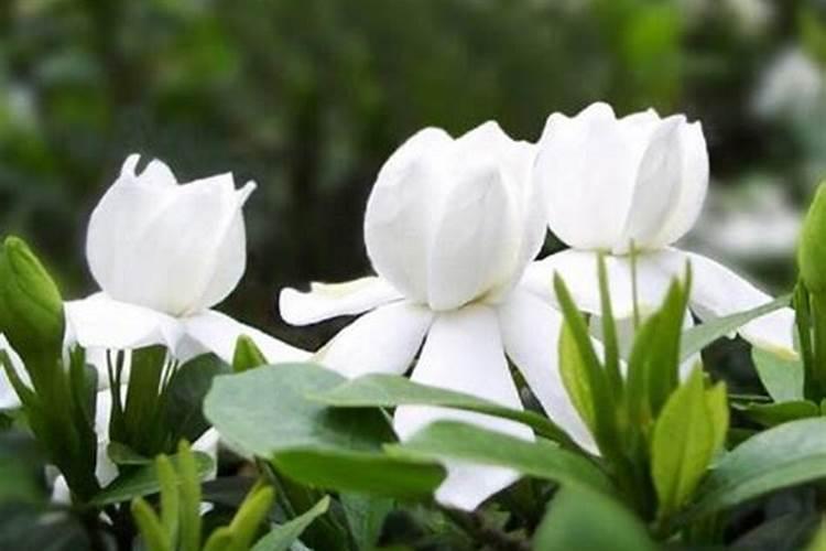 栀子花可以用复合肥吗