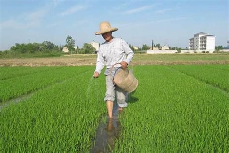 柑橘开春用什么肥料