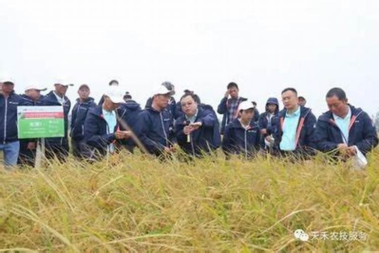 扁豆叶子上长黑点是啥病