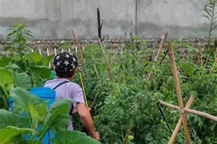 多粘菌素类抗生素