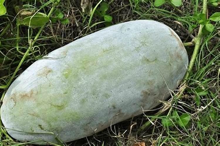 吊兰根部长了很多小萝卜一样的东西,种在其他地方会发芽吗
