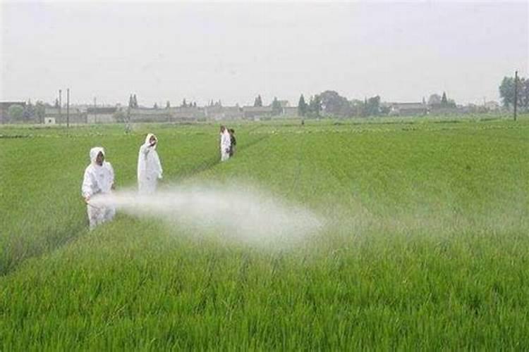 养花用的磷肥有哪些