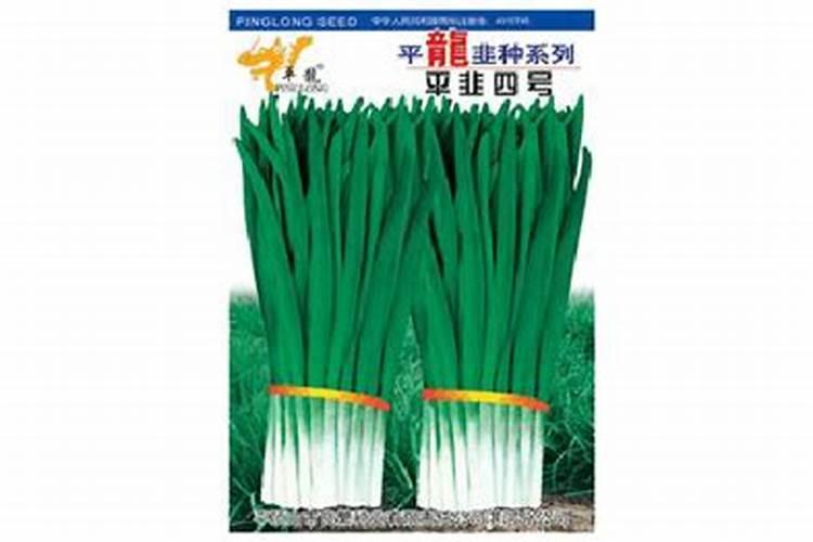 移植韭菜的方法
