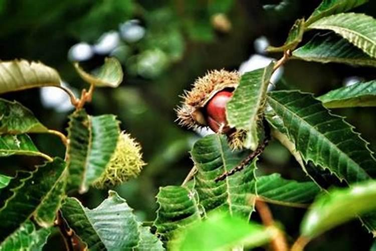 板栗树施什么肥最好