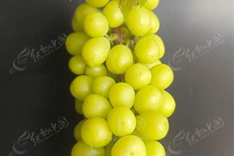 阳光玫瑰葡萄开花了,为什么刮风花穗会整株断了？