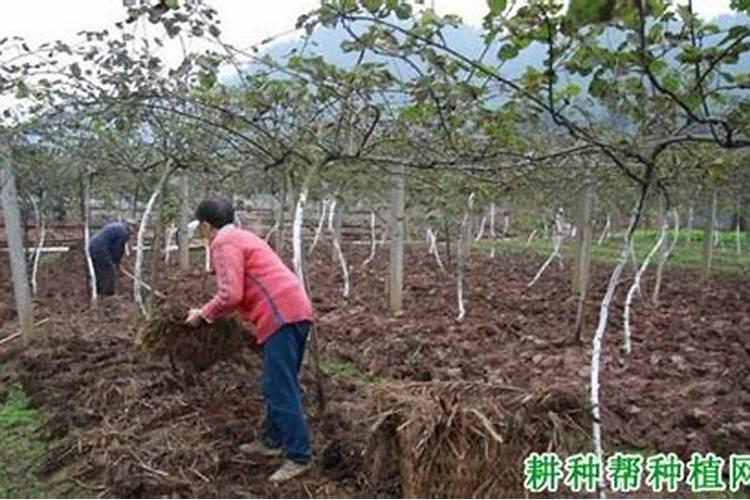 猕猴桃什么时间施叶面肥比较好？怎么施？